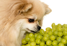 Pomeranian Spitz Eats Fruit On A White Background. Spitz Isolate With Grapes