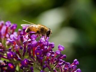 Canvas Print - Bee on Buddleija Plant