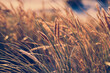 Dune Grass in sunset light at the beach. High quality photo