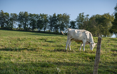 Poster - White dairy cow grazing in a pasture behind a fence on a hillside with a row of trees in the background in Amish country, Ohio