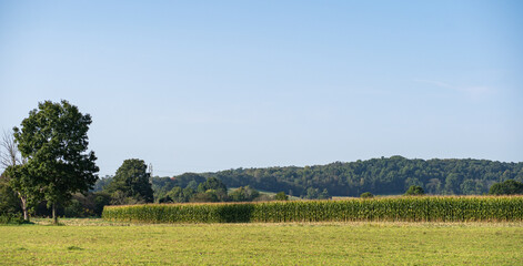 Wall Mural - Large tree beside a cornfield in the rural countryside of Amish country, Ohio