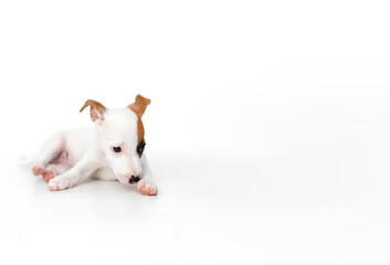 Wall Mural - jack russell terrier puppy on a white background. banner. place for inscription