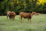 Fototapeta Konie - Cattle Heard of Black Angus, Hereford and Gelbieh Cows in Missouri green Pasture with Trees.