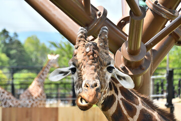 動物園のキリンのアップ