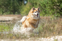 Portrait Of A Male Icelandic Sheepdog Running Through Water In Late Summer Outdoors