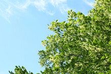 Beautiful Linden Tree With Blossoms And Green Leaves Against Blue Sky, Low Angle View. Space For Text