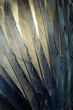 This is a detailed macro photo of an arrangement of black and brown raven feathers in a linear arrangement.  I used special lighting to bring out the feather textures and subtle colors.