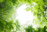 Fototapeta Na sufit - 新緑の森を見上げる
