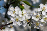 Fototapeta Lawenda - cherry fruit trees blooming in spring