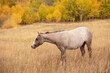 Quarter Horse Yearling in the Fall