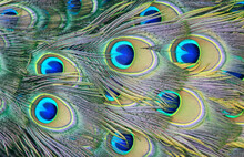 Tails Colorful Peacock Feathers And Artistic Peacock Feathers Of Luminous Peacock Feathers. Classical Fashionable Embroidery Beautiful Peacocks Feathers. That Can Be Used As A Background Or Font.