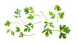 Parsley herb isolated on ransparent png