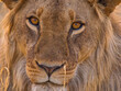 © Richard - Fine art close up portrait of a young male African lion in the wild