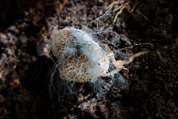 Wall Mural - fungus on mushroom in forest