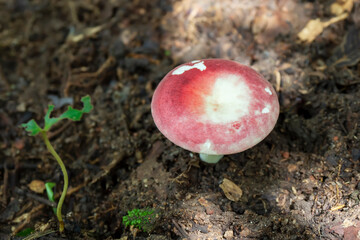 Wall Mural - Wild forrest red mushroom in the woods