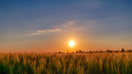 sunset over wheat field. blue sky and sun over the field