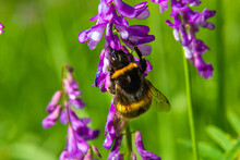 Closeup Of A Brown Hairy Worker Common Carder Bumblebee, Bombus Pascuorum, Sipping Nectar From The Purple Flowers Of Birds Vetch