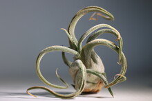 Tillandsia Caput Medusa, Una Planta De Aire Epífita De Fáciles Cuidados