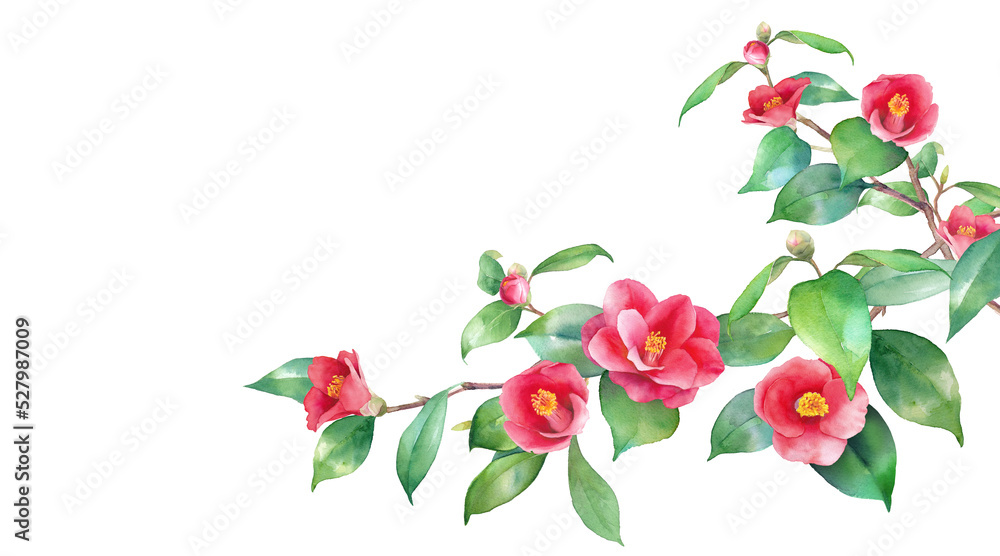 冬の花。赤い椿の水彩イラスト。右から伸びる枝。ヤブツバキの