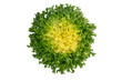 Endyve or frisee or cichorium endivia salad head top view isolated transparent png