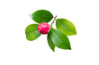 Bright pink camellia branch with bud and glossy leaves isolated transparent png