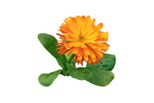 Calendula Officinalis Or Pot Marigold Or Ruddles Bright Yellow Flower And Leaves Isolated Transparent Png