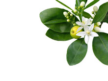 Branch Of Orange Tree With White Fragrant Flowers, Buds, Leaves And Fruit Isolated Transparent Png. Neroli Blossom Corner.