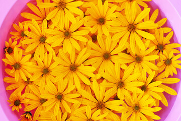 Wall Mural - yellow jerusalem artichoke flowers in water in a pink basin top view