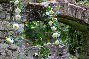 white roses growing on a stone arch