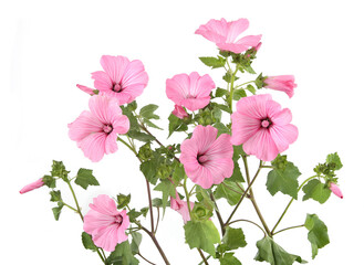 Wall Mural - flowers rose mallow isolated on white background. pink garden malva trimestris.