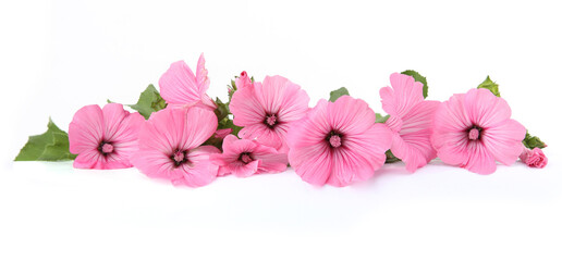 Wall Mural - flowers rose mallow isolated on white background. border of pink garden malva trimestris.