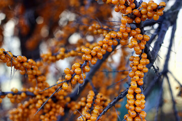 Canvas Print - branch of sea buckthorn with bright ripe berries