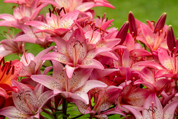  Beautiful Lily flower on green grass background. Lilium longiflorum pink flowers in the garden. Selective focus.