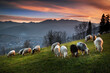 Owce na wypasie na hali, z widokiem na Tatry, giewont i podhale, jesień. Miejsowość Ząb.  Sheep grazing in the pasture, with a view of the Tatra Mountains, Giewont and Podhale, autumn. 
