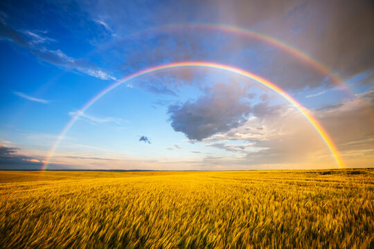 Wall Mural - Tranquil agricultural landscape with a magical rainbow at sunset. Ukraine, Europe.