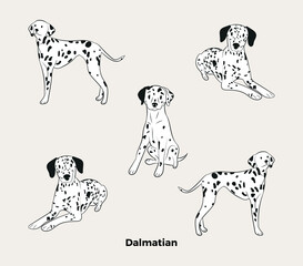 Wall Mural - Dalmatian breed, dog pedigree drawing. Cute dogs characters in various poses, design for prints, adorable and cute dalmatian cartoon vector set. in different poses. Flat cartoon style