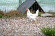 white chicken on a farm. White leghorn (livorno) chicken (known for laying the most eggs of all chickens) 