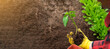 Hand of gardener seedling young vegetable plant in the fertile soil. Woman's hands in yellow gloves and red shirt is gardening. Female farmer planting peppers in the ground. Organic Cultivation