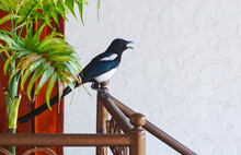 A Crow With White Feathers Entered The House