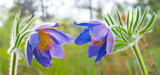 Fototapeta Las - closeup violet bell flowers in forest, beautiful natural background