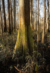 Wall Mural - Muted Colors of Winter In A Southern Marsh