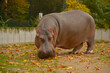 Hippo on the background of autumn trees