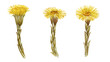 watercolor drawing spring yellow flowers of coltsfoot, Tussilago farfara isolated at white background, hand drawn illustration