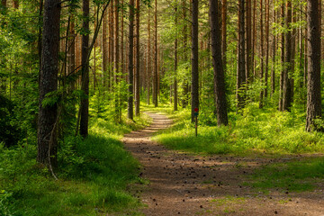  Pine tree forest landscape in autumn. Forest therapy and stress relief.
