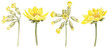 watercolor drawing spring yellow flowers of cowslip and pheasant's eye isolated at white background, hand drawn illustration