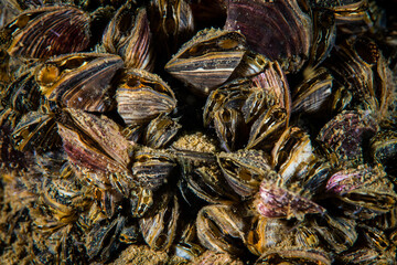 Wall Mural - Zebra mussels are an invasive species that has been accidentally introduced to numerous areas including the St. Lawrence River.