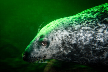 Wall Mural - Close-up of a Grey seal swimming underwater at Bonaventure Island in the Gulf of St. Lawrence