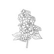 vector drawing branch of lilac, hand drawn illustration