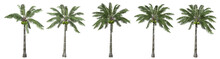 Coconut Palm Tree Isolated With Five Different Variations.