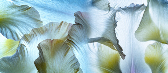Wall Mural - flower petal texture close up